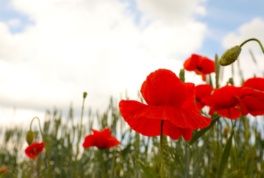 Beautiful red poppy flowers growing in field, closeup