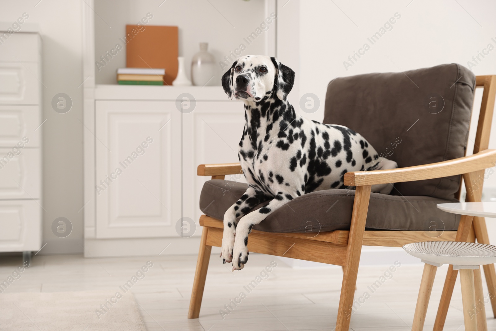 Photo of Adorable Dalmatian dog on armchair at home