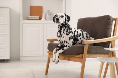 Adorable Dalmatian dog on armchair at home
