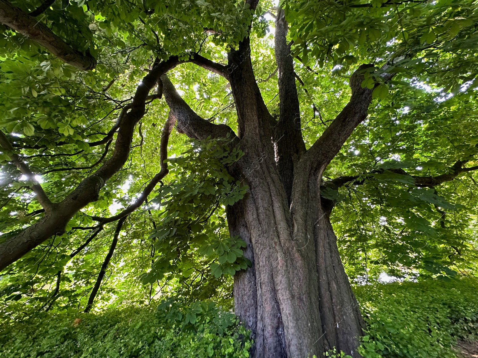 Photo of Beautiful chestnut tree with lush green leaves growing outdoors, low angle view