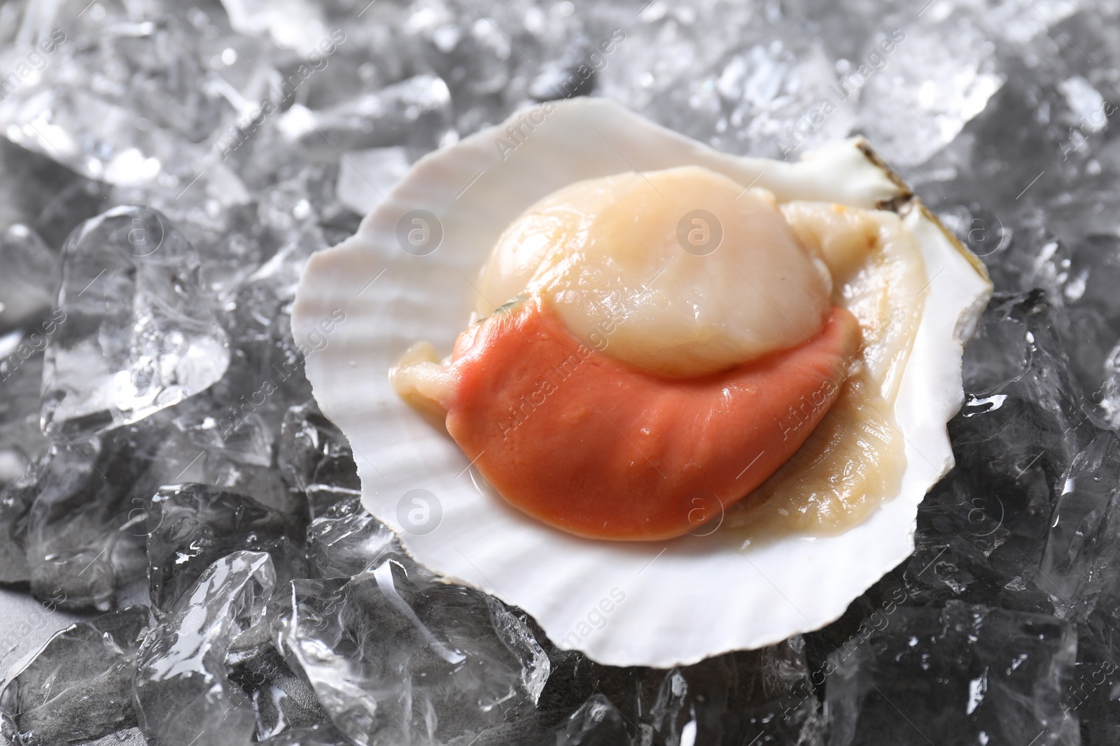 Photo of Fresh raw scallop in shell on ice cubes, closeup