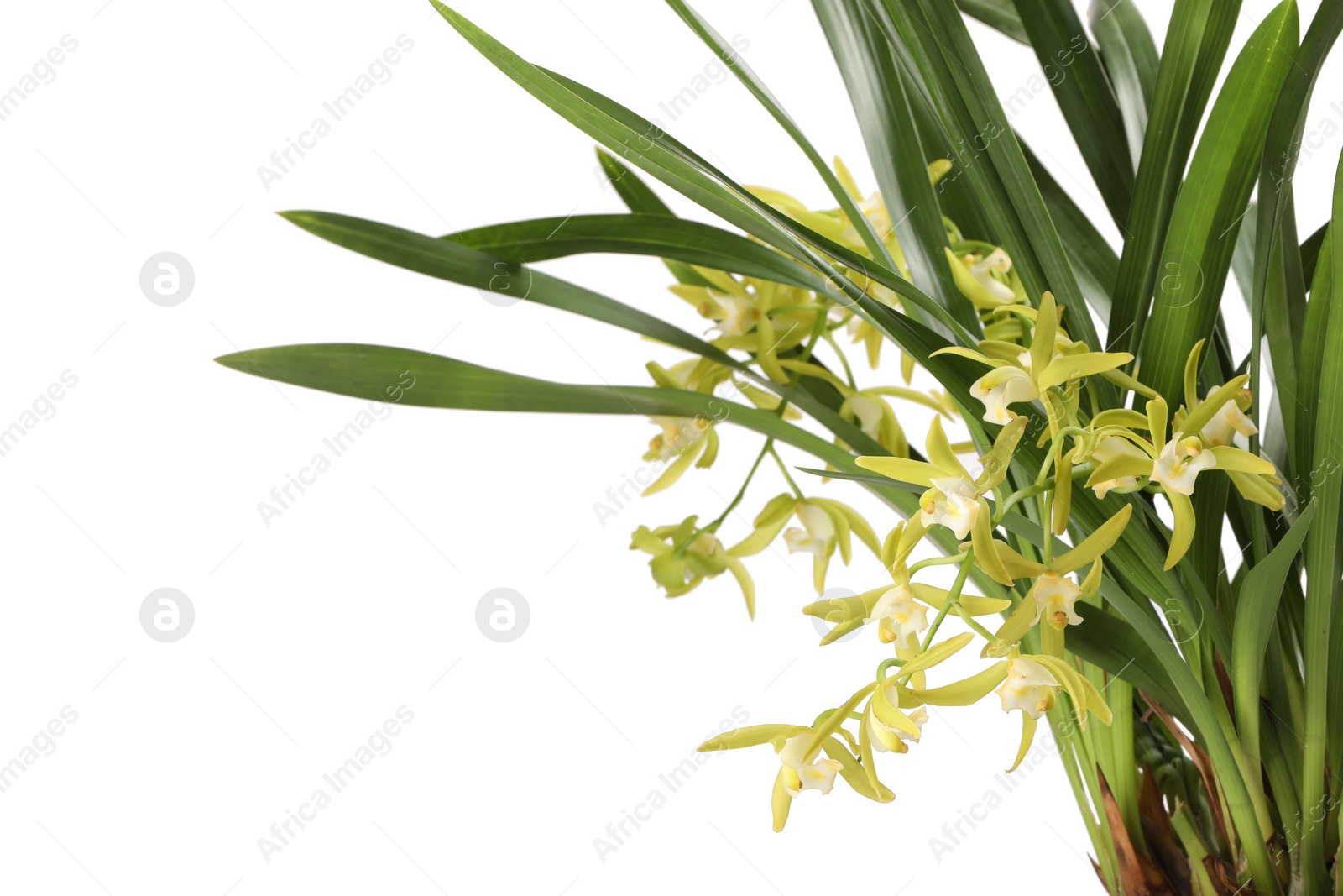 Photo of Vanilla orchid plant with yellow flowers isolated on white