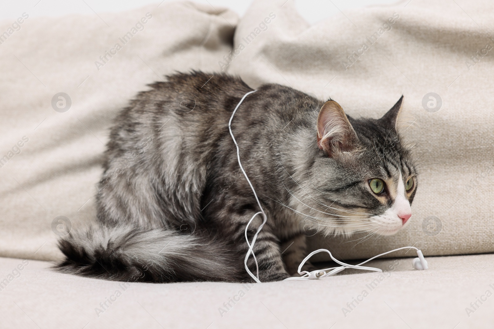 Photo of Naughty cat with damaged wired earphones on sofa indoors