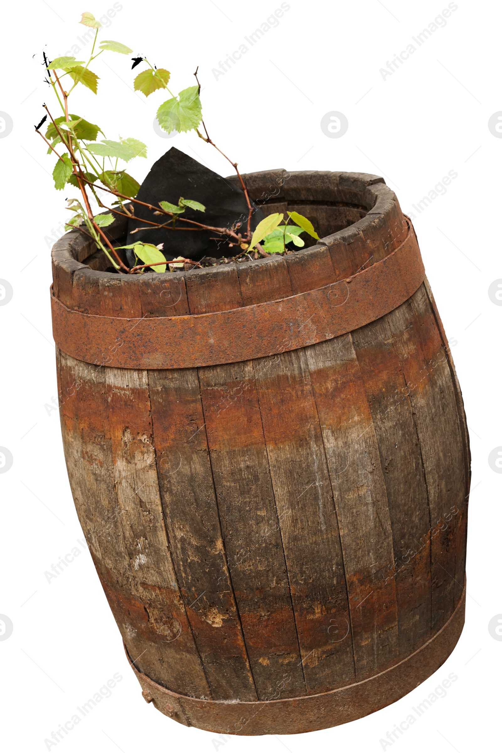 Image of One wooden barrel with grape plant isolated on white