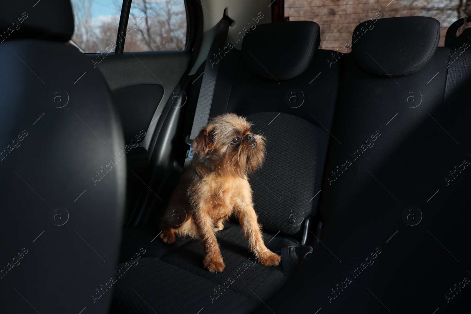 Photo of Adorable little dog in car. Exciting travel