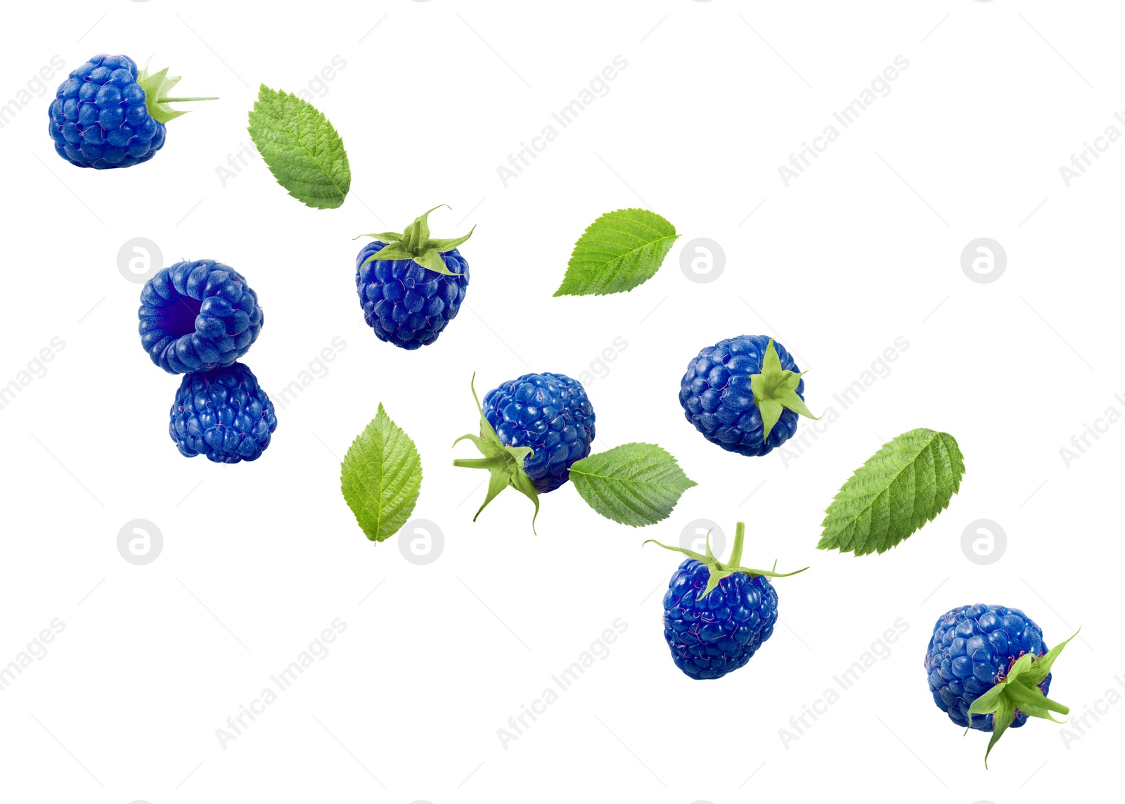 Image of Many fresh blue raspberries and green leaves falling on white background