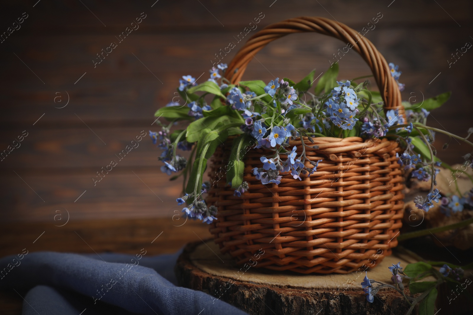 Photo of Beautiful forget-me-not flowers in wicker basket and blue cloth on table, space for text