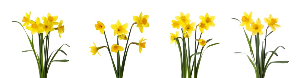 Image of Set with beautiful yellow daffodils on white background. Banner design