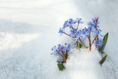 Beautiful lilac alpine squill flowers growing through 
snow outdoors, space for text
