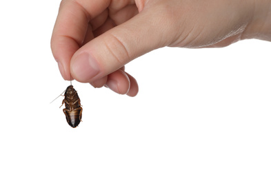 Photo of Woman holding cockroach on white background, closeup. Pest control