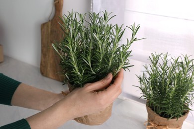 Photo of Woman picking aromatic green rosemary sprig indoors, closeup