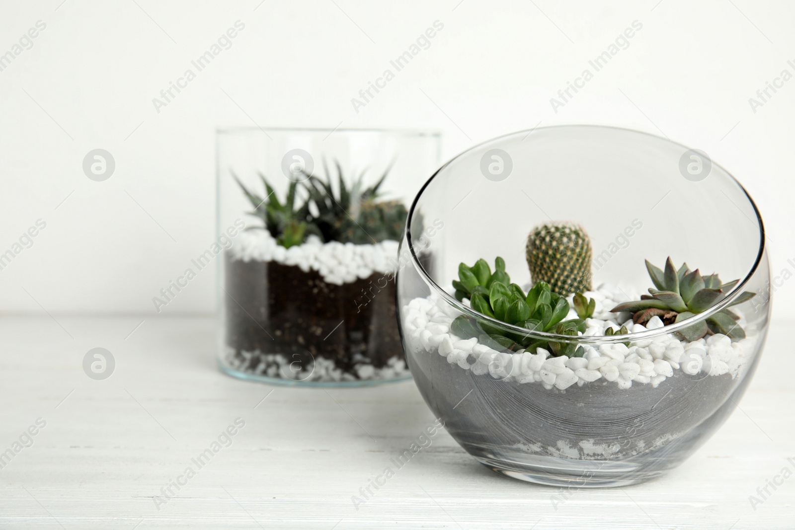 Photo of Glass florarium with different succulents on wooden table against white background, space for text