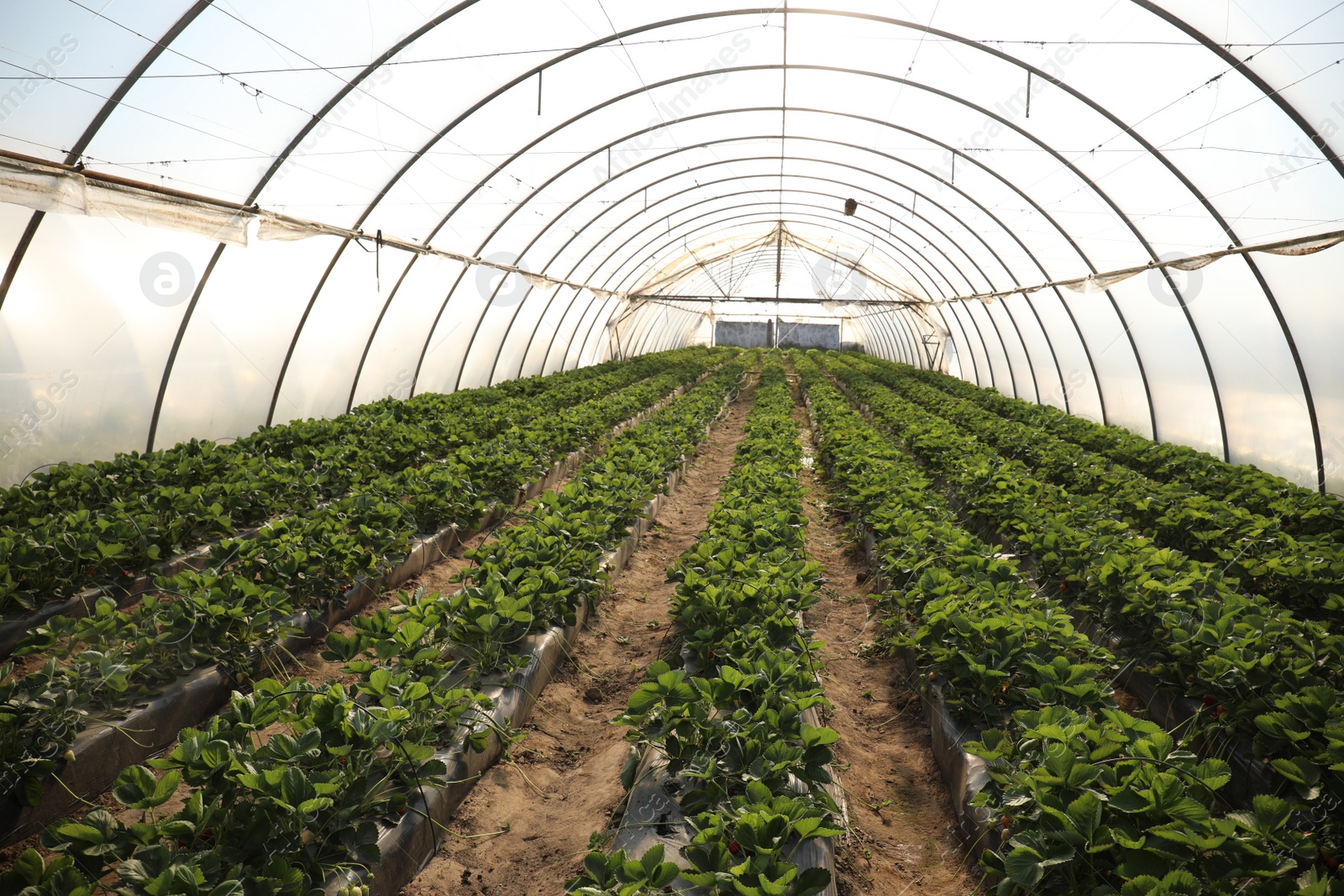 Photo of Rows of strawberry seedlings growing in greenhouse