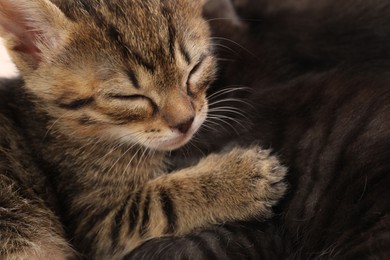 Photo of Cute fluffy kittens, closeup view. Baby animals