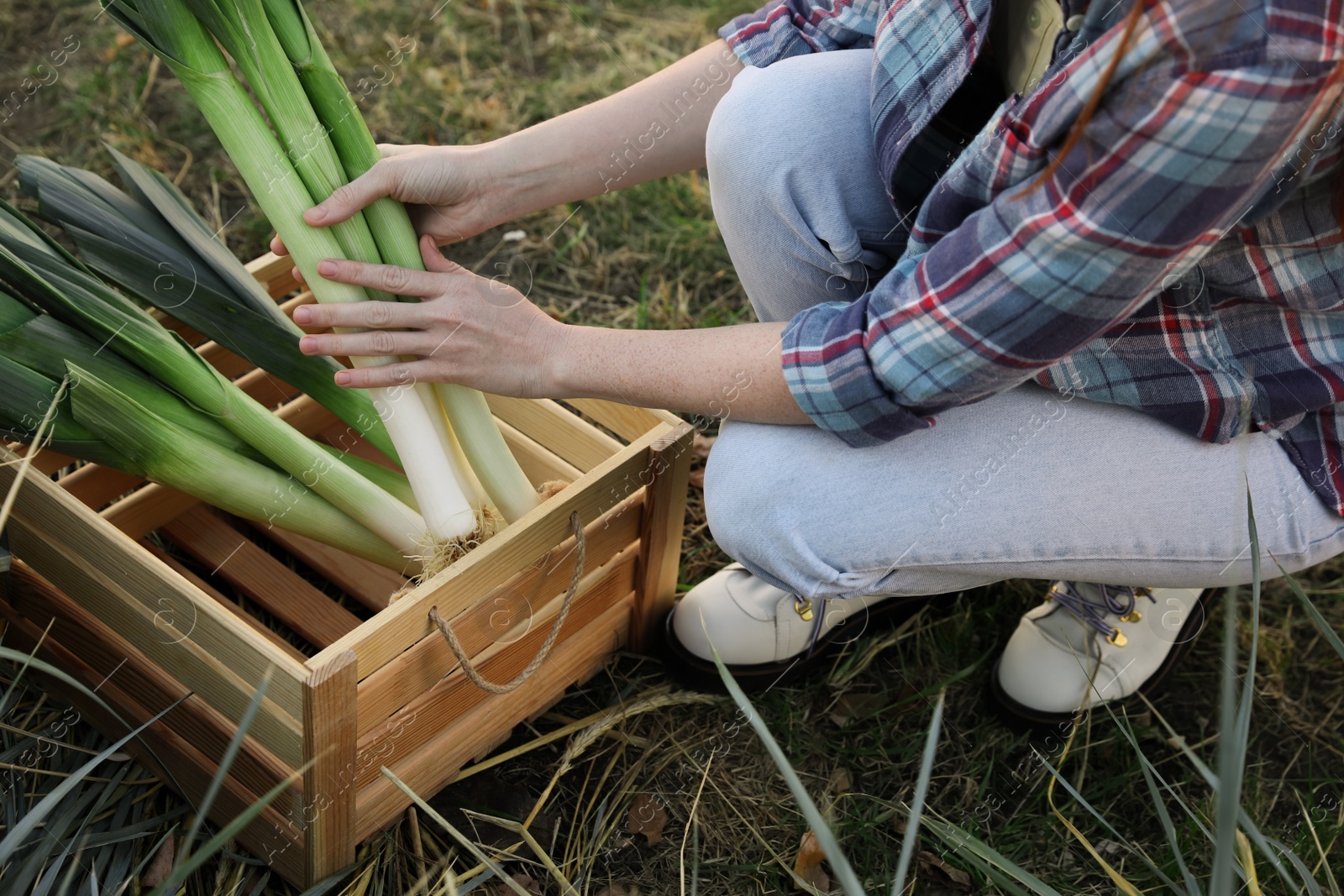 Photo of Woman putting fresh raw leeks into wooden crate outdoors, closeup