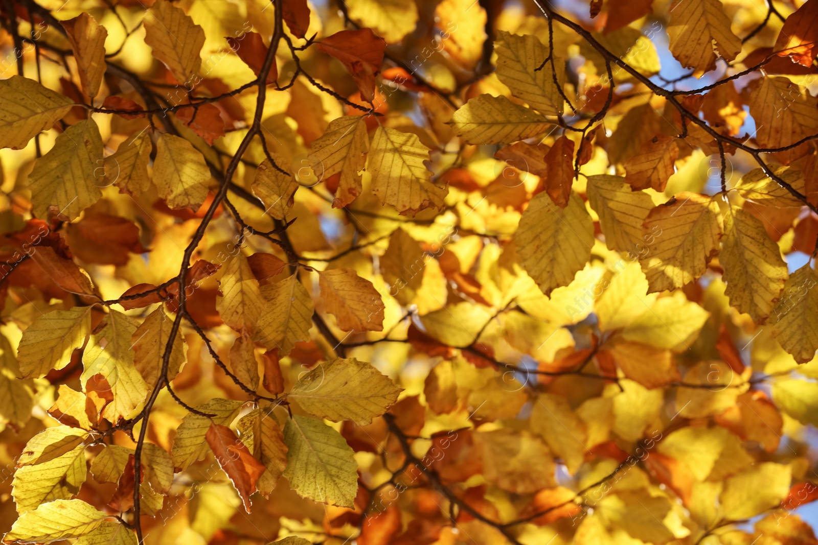 Photo of Beautiful tree with bright autumn leaves outdoors on sunny day, closeup