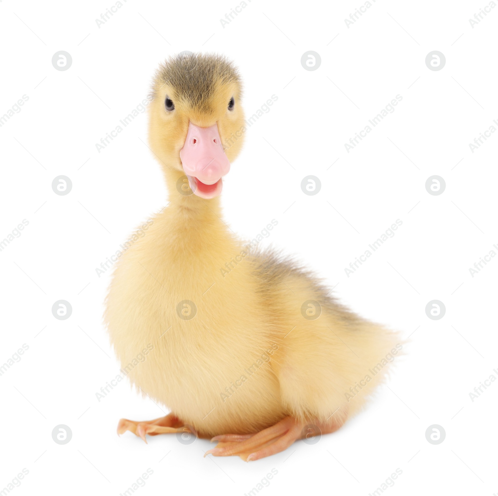 Photo of Baby animal. Cute fluffy duckling on white background