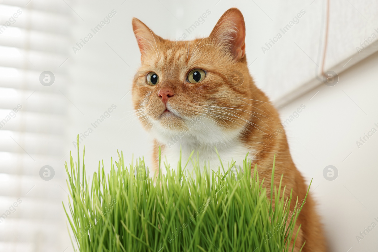 Photo of Cute ginger cat near potted green grass indoors