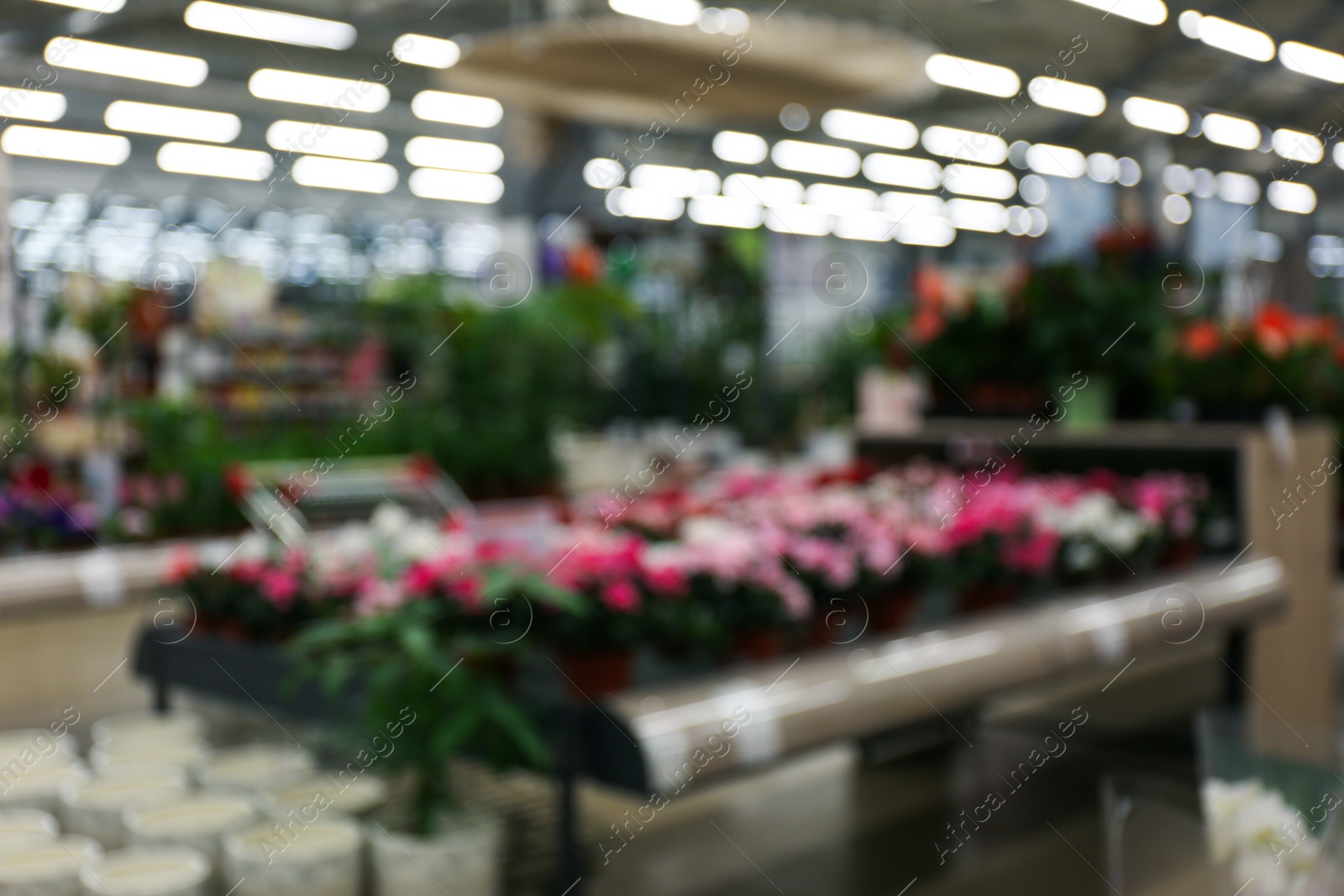 Photo of Blurred view of gardening department in mall. Bokeh effect