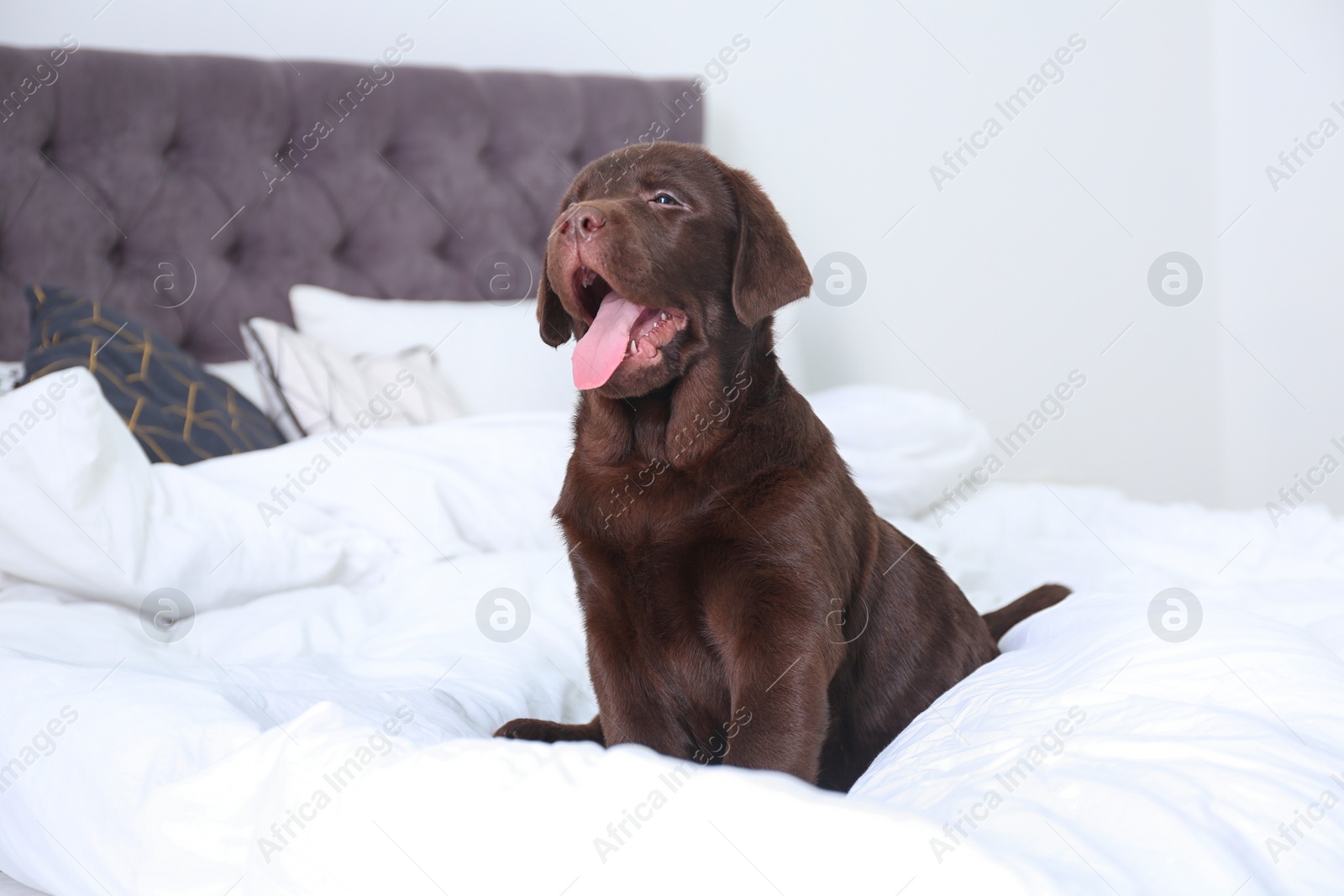 Photo of Cute Labrador retriever puppy on bed at home. Friendly dog