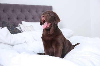 Photo of Cute Labrador retriever puppy on bed at home. Friendly dog