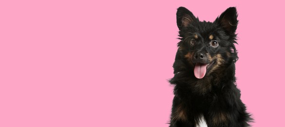 Image of Happy pet. Cute long haired dog smiling on pink background, space for text. Banner design