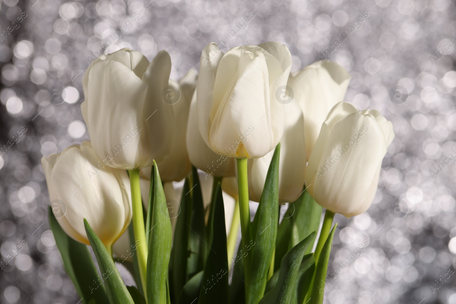 Photo of Beautiful white tulips against blurred background, closeup