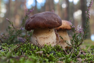 Beautiful porcini mushrooms growing in forest on autumn day