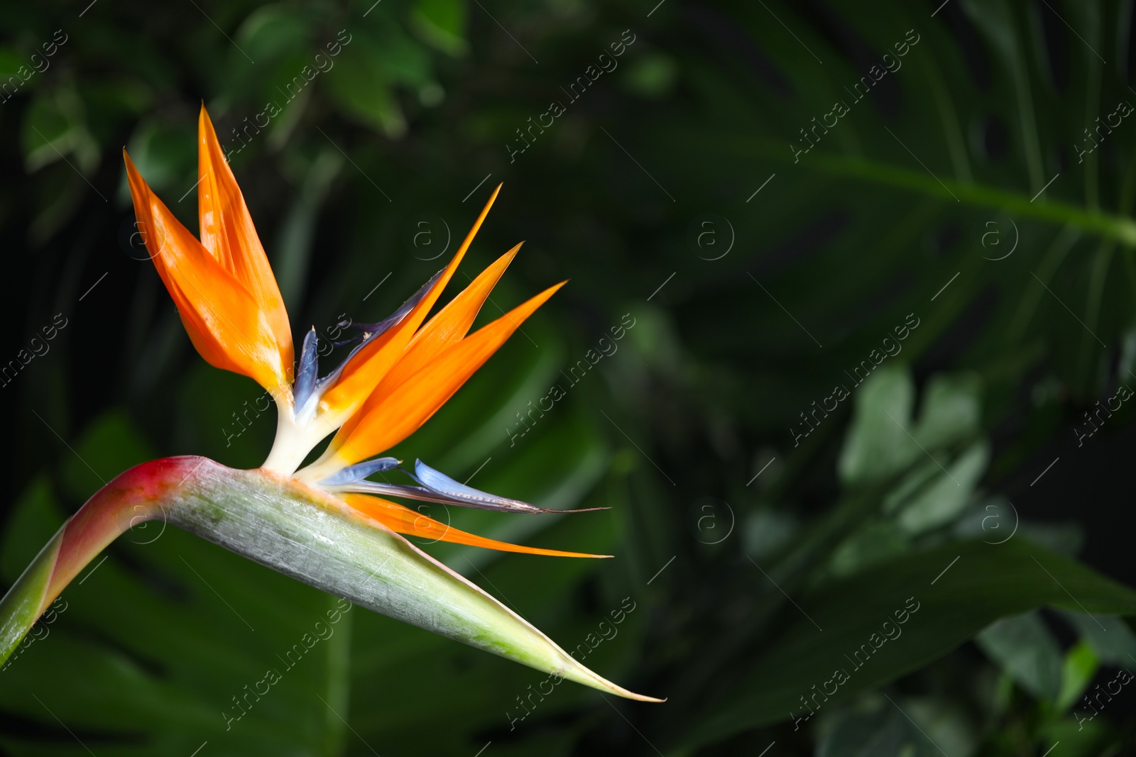 Photo of Bird of Paradise tropical flower on blurred background, closeup. Space for text