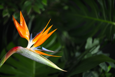 Photo of Bird of Paradise tropical flower on blurred background, closeup. Space for text