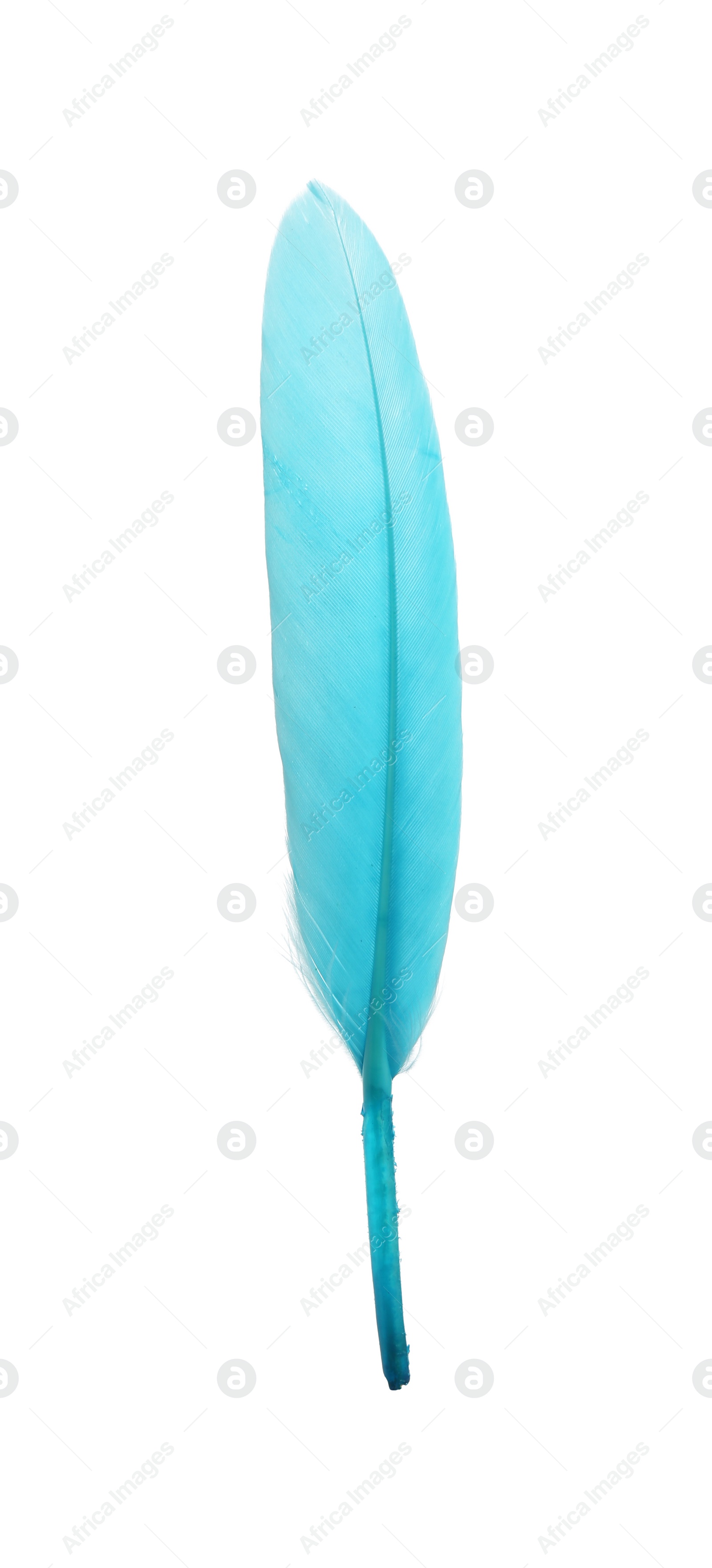 Photo of Beautiful light blue feather isolated on white