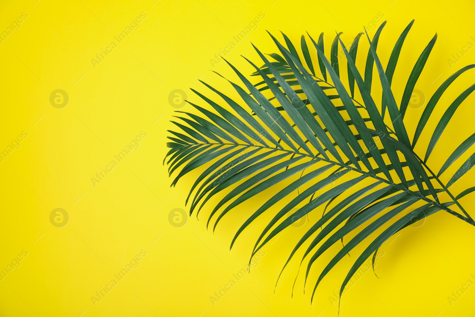 Photo of Beautiful lush tropical leaves on yellow background. Space for text