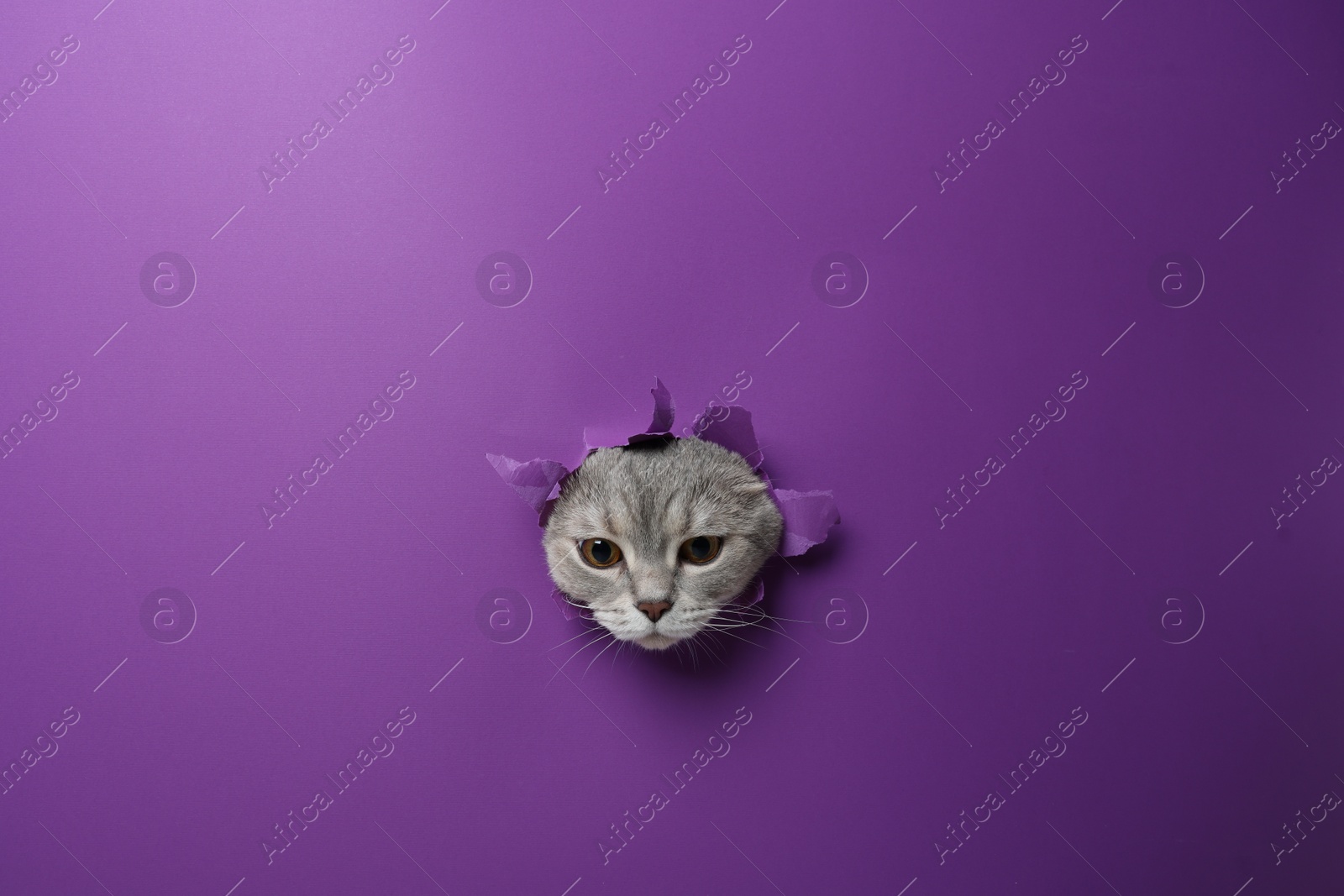 Photo of Cute grey cat peeking out hole in purple paper