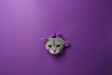 Cute grey cat peeking out hole in purple paper