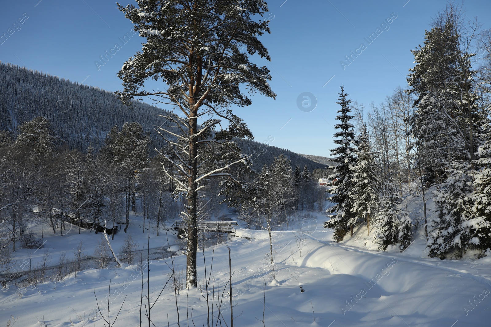 Photo of Picturesque view of trees and bushes covered with snow outdoors. Winter landscapes