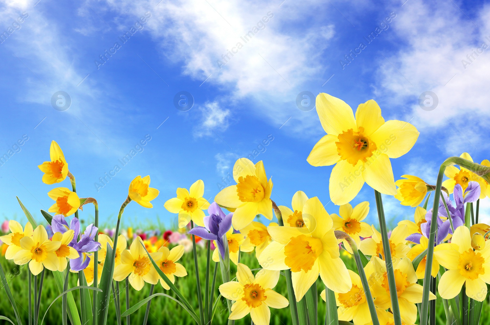 Image of Beautiful blooming yellow daffodils outdoors on sunny day