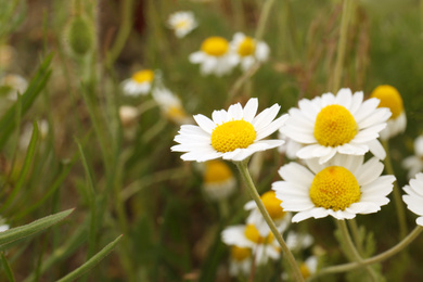 Beautiful chamomile flowers growing in field, closeup