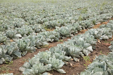 Green cabbage bushes in field. Harvesting time