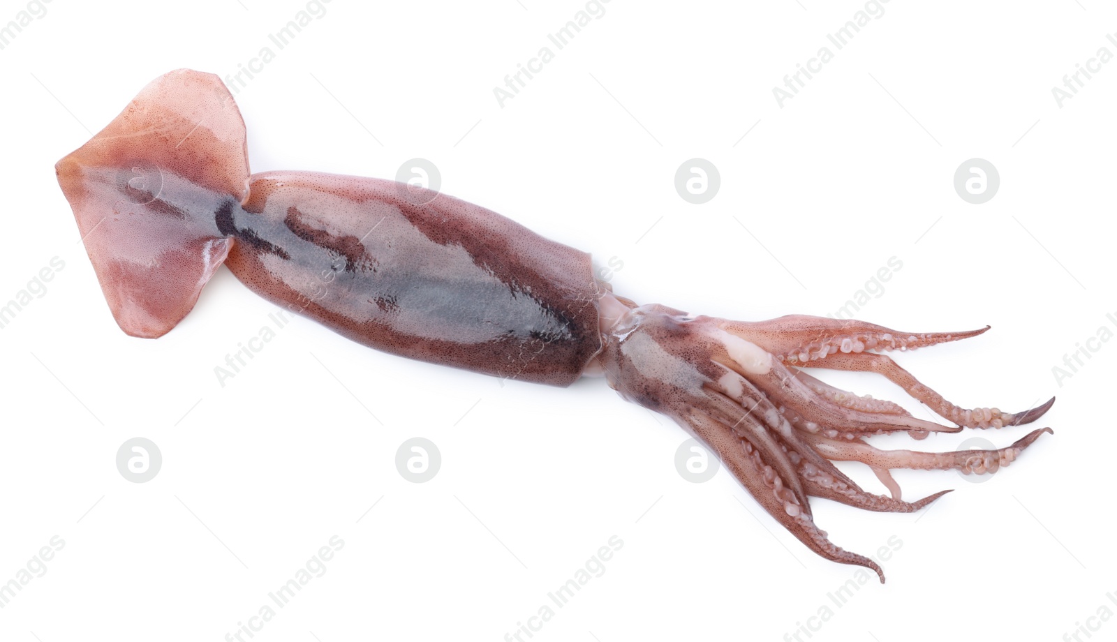 Photo of Fresh raw squid isolated on white, top view