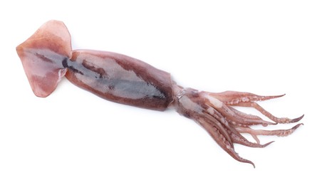 Photo of Fresh raw squid isolated on white, top view