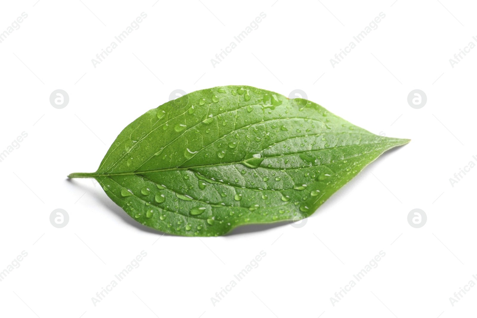 Photo of Green leaf with dew on white background