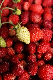 Many fresh wild strawberries as background, closeup