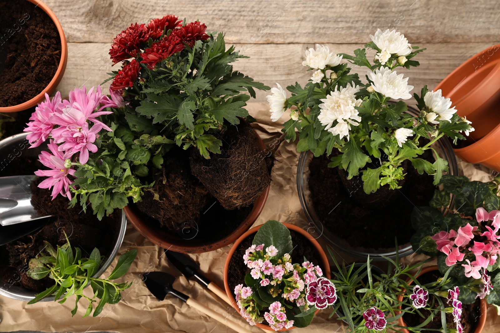 Photo of Different flowers in pots prepared for transplanting and gardening tools on wooden table, flat lay