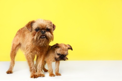 Studio portrait of funny Brussels Griffon dogs on color background. Space for text