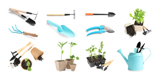 Image of Set of vegetable seedlings and gardening tools on white background. Banner design