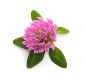 Photo of Beautiful blooming clover flower with green leaves on white background, top view