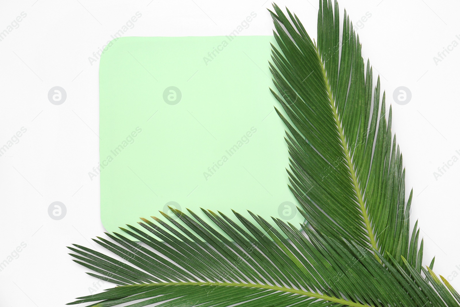 Photo of Beautiful composition with tropical leaves on light background, top view