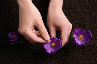 Photo of Woman with beautiful Saffron crocus flower outdoors, top view