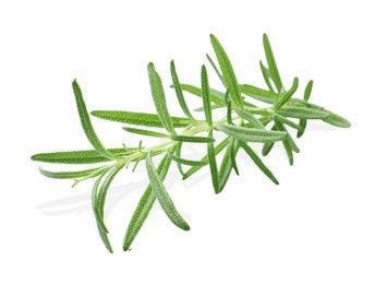 Aromatic green rosemary sprig isolated on white. Fresh herb