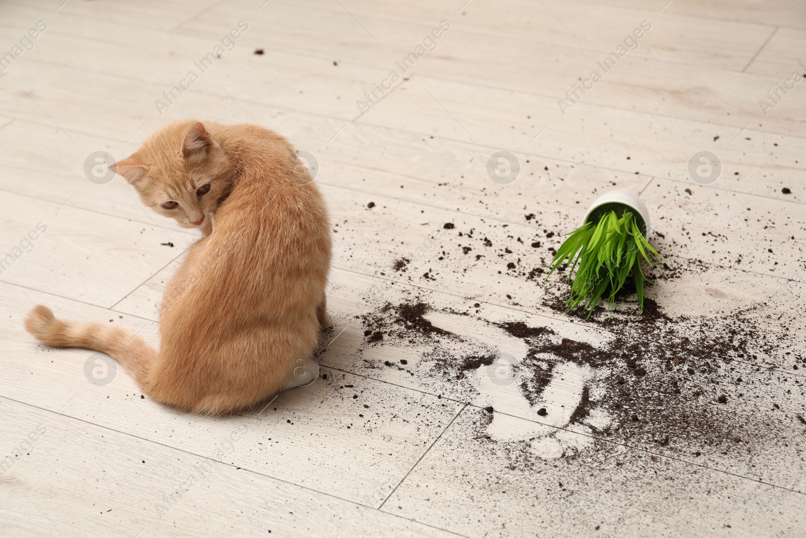 Photo of Cute cat near overturned houseplant on floor at home